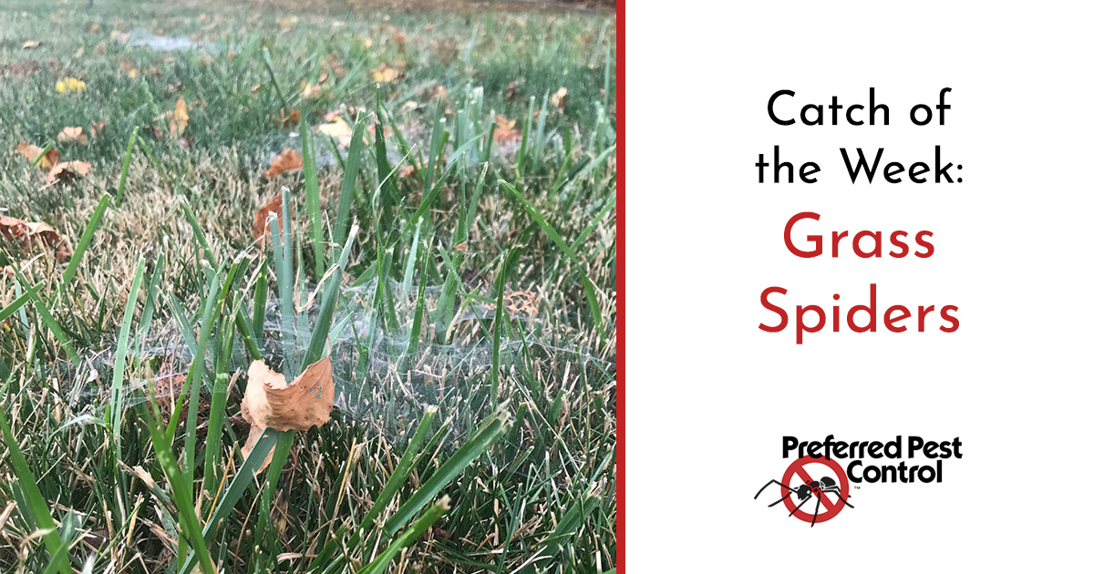 Keep Grass Spiders Off Of Your Lawn Preferred Pest Control
